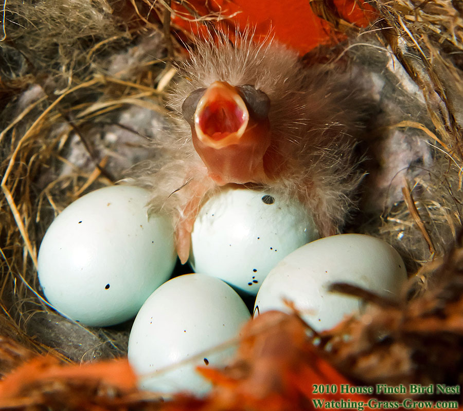 society finch nest sleep