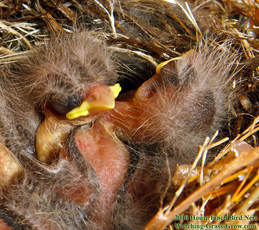 House Finches Nest again in 2010 - LIVE WEBCAM