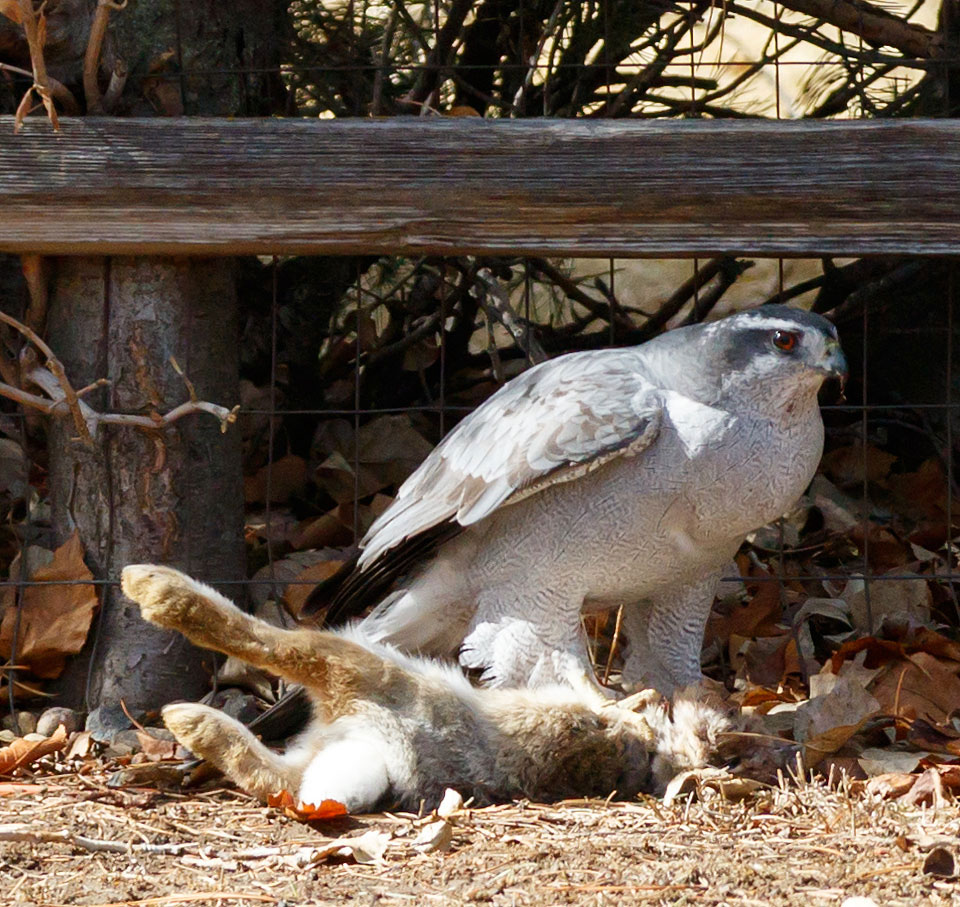 goshawk rabbit 1