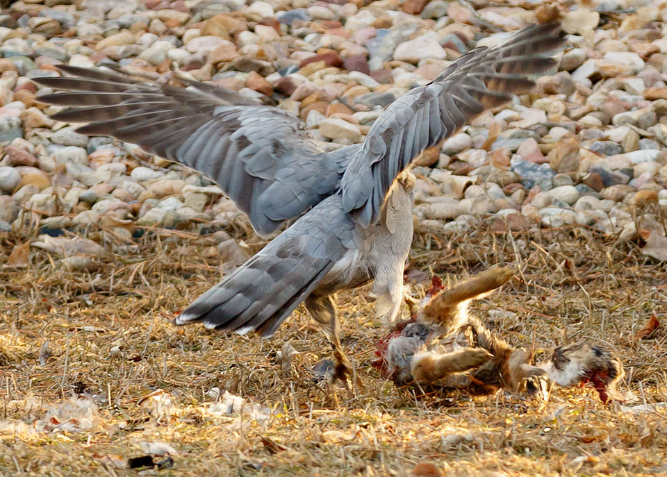 goshawk rabbit 2