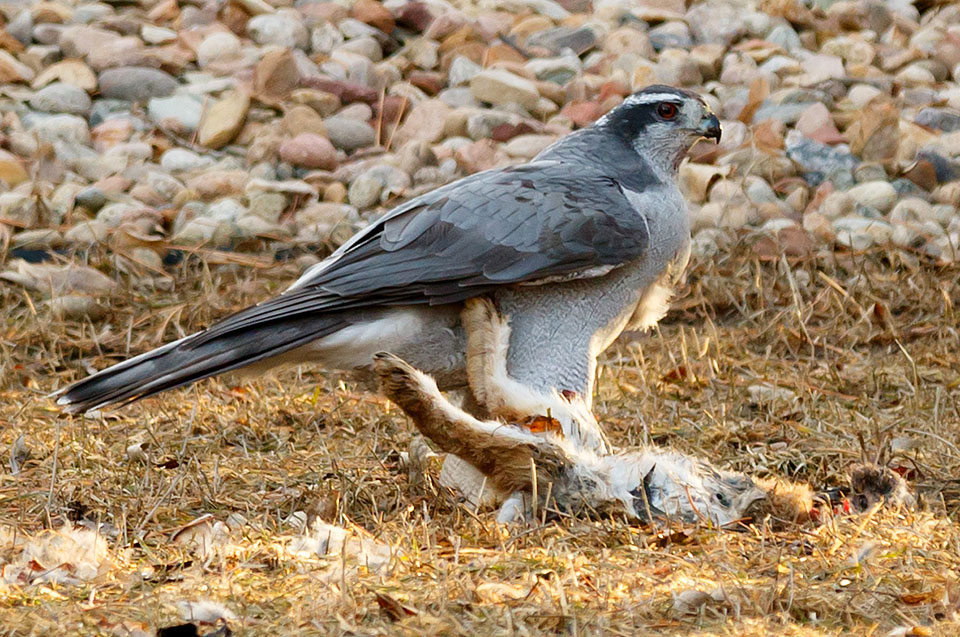 goshawk rabbit 3