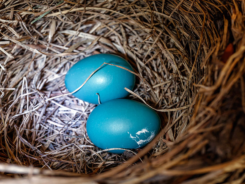Roblox Egg Hunt 2018 Egg Of Dark Nest