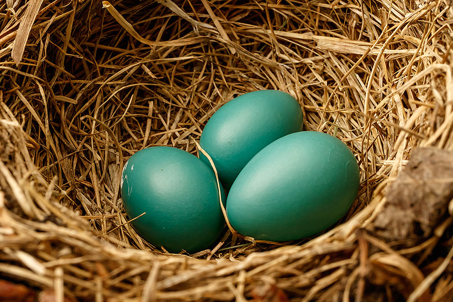 Grass Blog - roblox egg hunt 2019 missing egg of arg